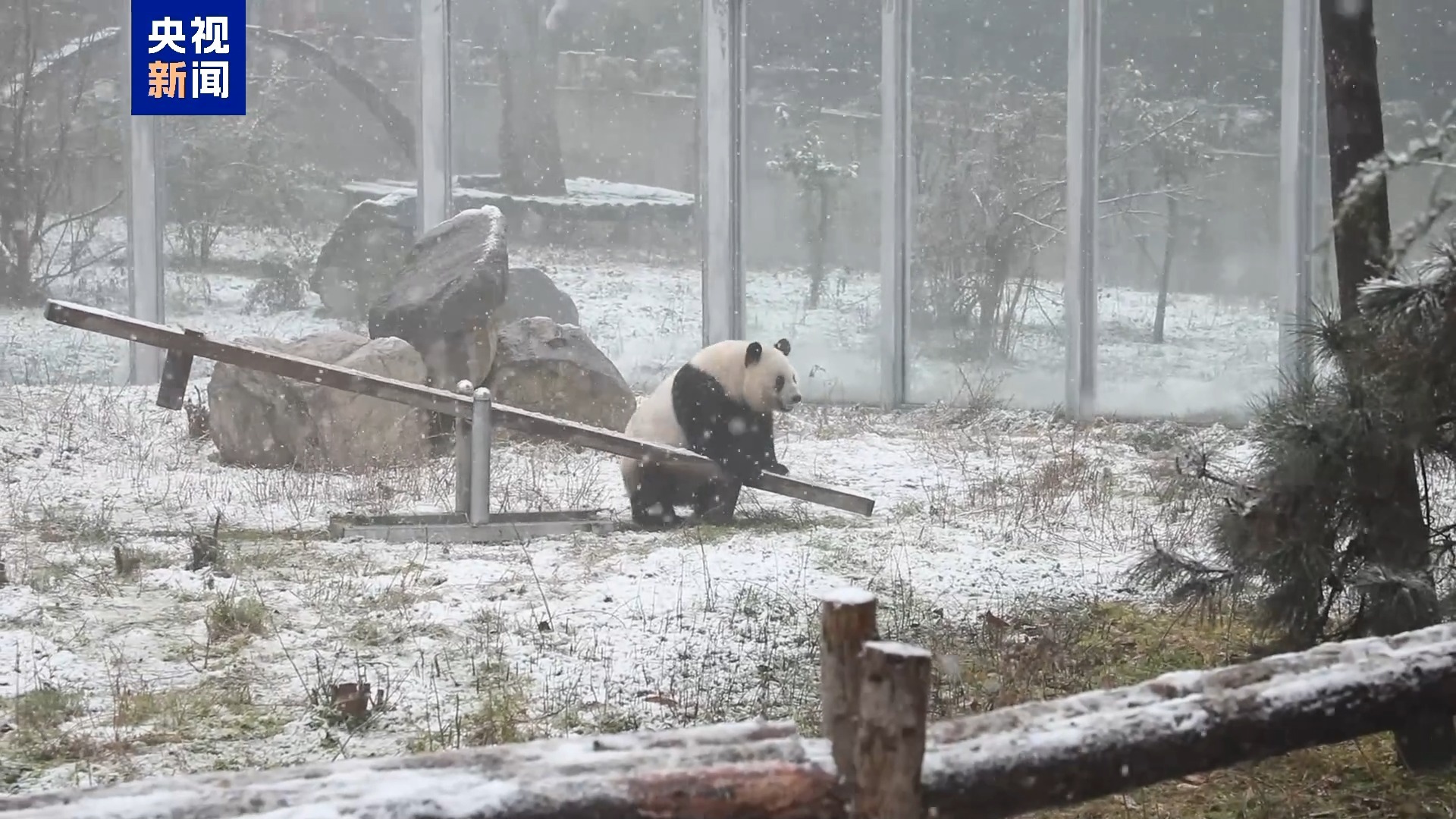 追皮球、爬树、玩跷跷板 大熊猫双胞胎雪地撒欢好快乐