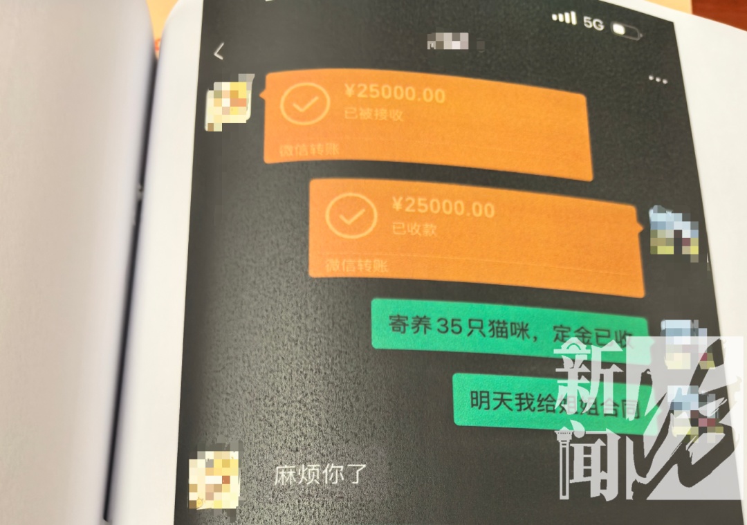 沪一女子掏空公司3500万！养了上百只猫，还痴迷于"云祭祀"…