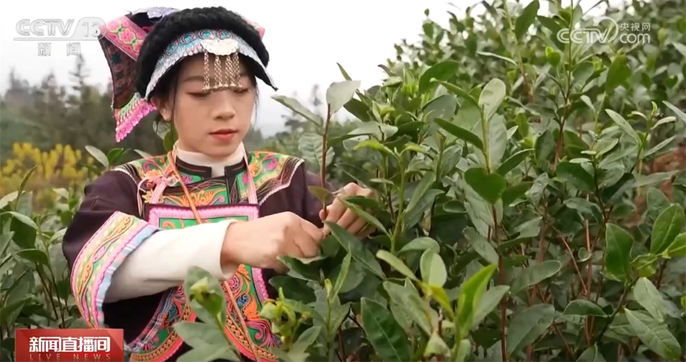 新品种新技术丰富节日消费市场 百姓“菜篮子”“果盘子”量足价稳鲜味足