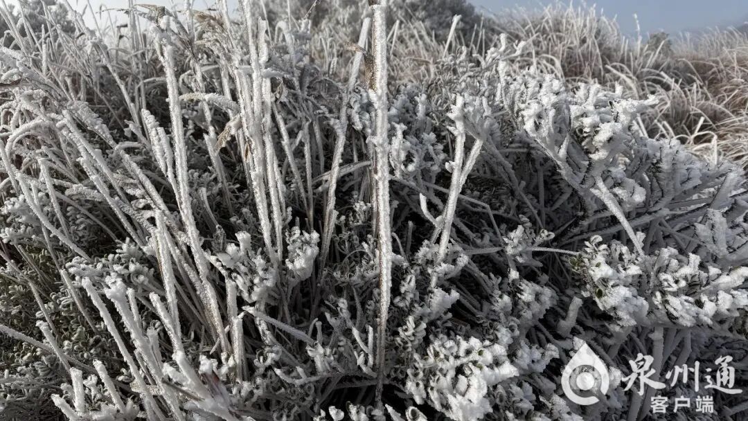 绝美！福建多地迎来2026年首场雾凇！