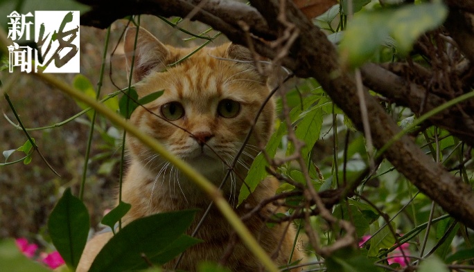 上海一小区男子行为引关注，所过之处气味刺鼻，久难消散！居民：会有毒害吗？