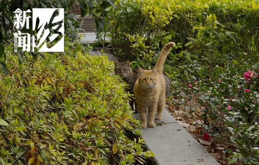 上海一小区男子行为引关注，所过之处气味刺鼻，久难消散！居民：会有毒害吗？