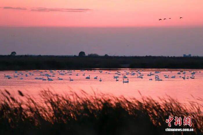 人这一辈子，一定要来山东追一次“鸟浪”！