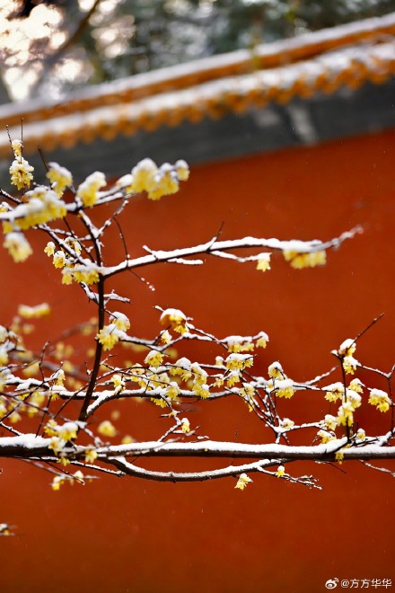 2026南京初雪 2026南京初雪