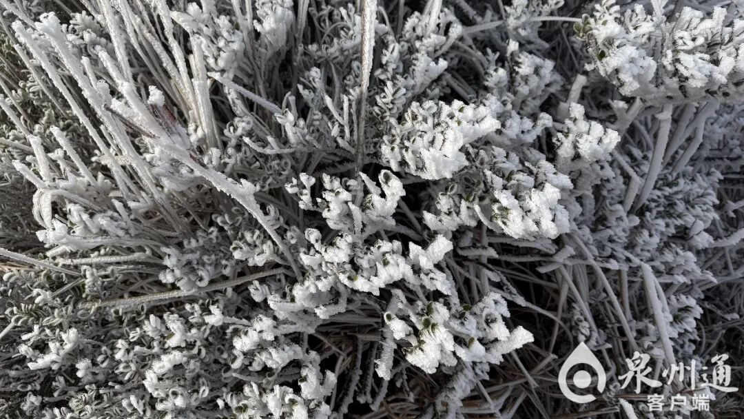绝美！福建多地迎来2026年首场雾凇！