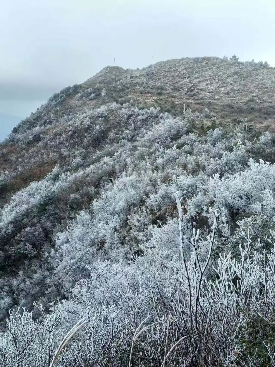 绝美！福建多地迎来2026年首场雾凇！
