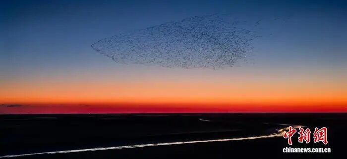 人这一辈子，一定要来山东追一次“鸟浪”！