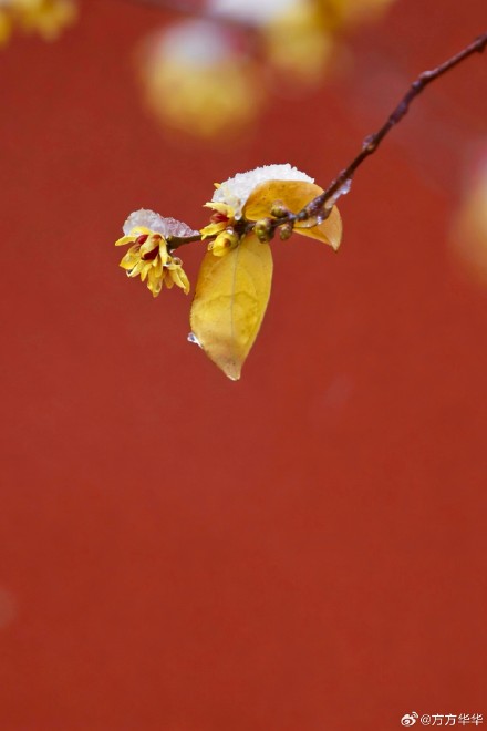 2026南京初雪 2026南京初雪