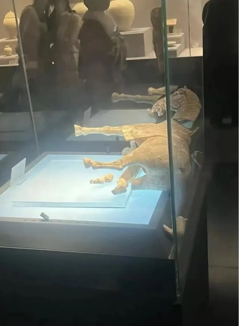 洛阳博物馆一唐代陶马倒下断裂！馆方回应：正在调查