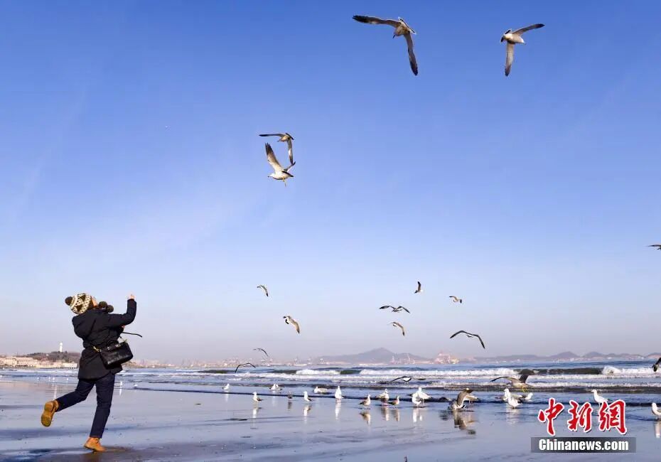 人这一辈子，一定要来山东追一次“鸟浪”！