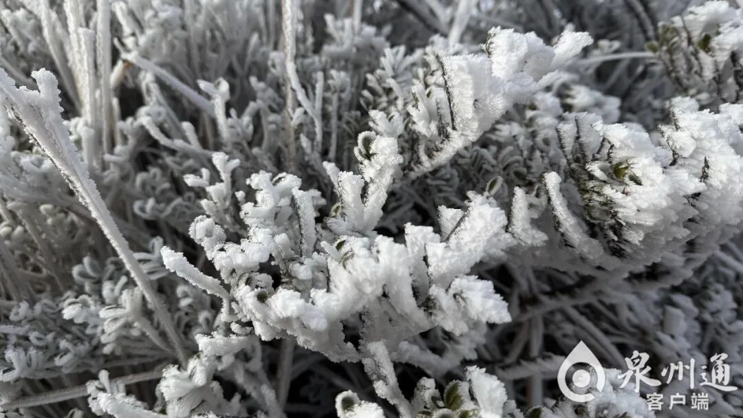 绝美！福建多地迎来2026年首场雾凇！