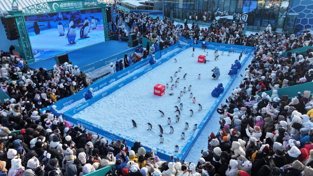 中外游客相聚“尔滨”体验冰雪跨年