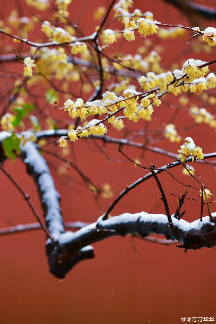2026南京初雪 2026南京初雪