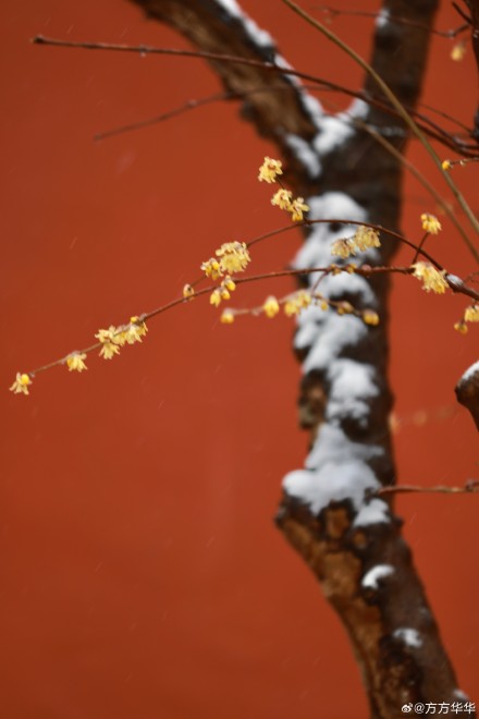 2026南京初雪 2026南京初雪