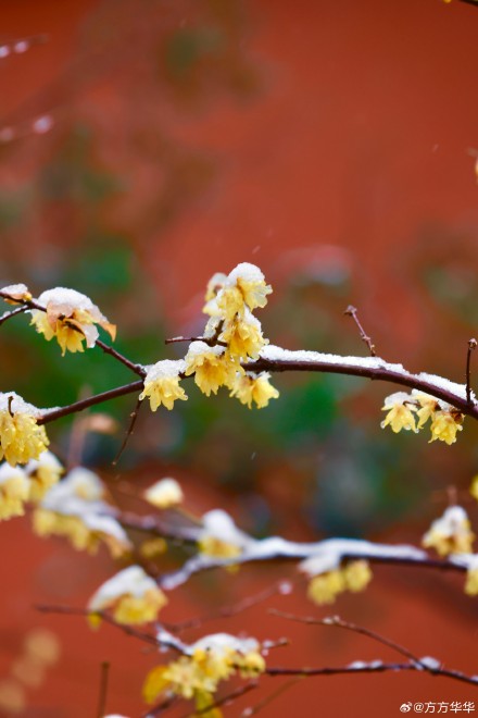 2026南京初雪 2026南京初雪