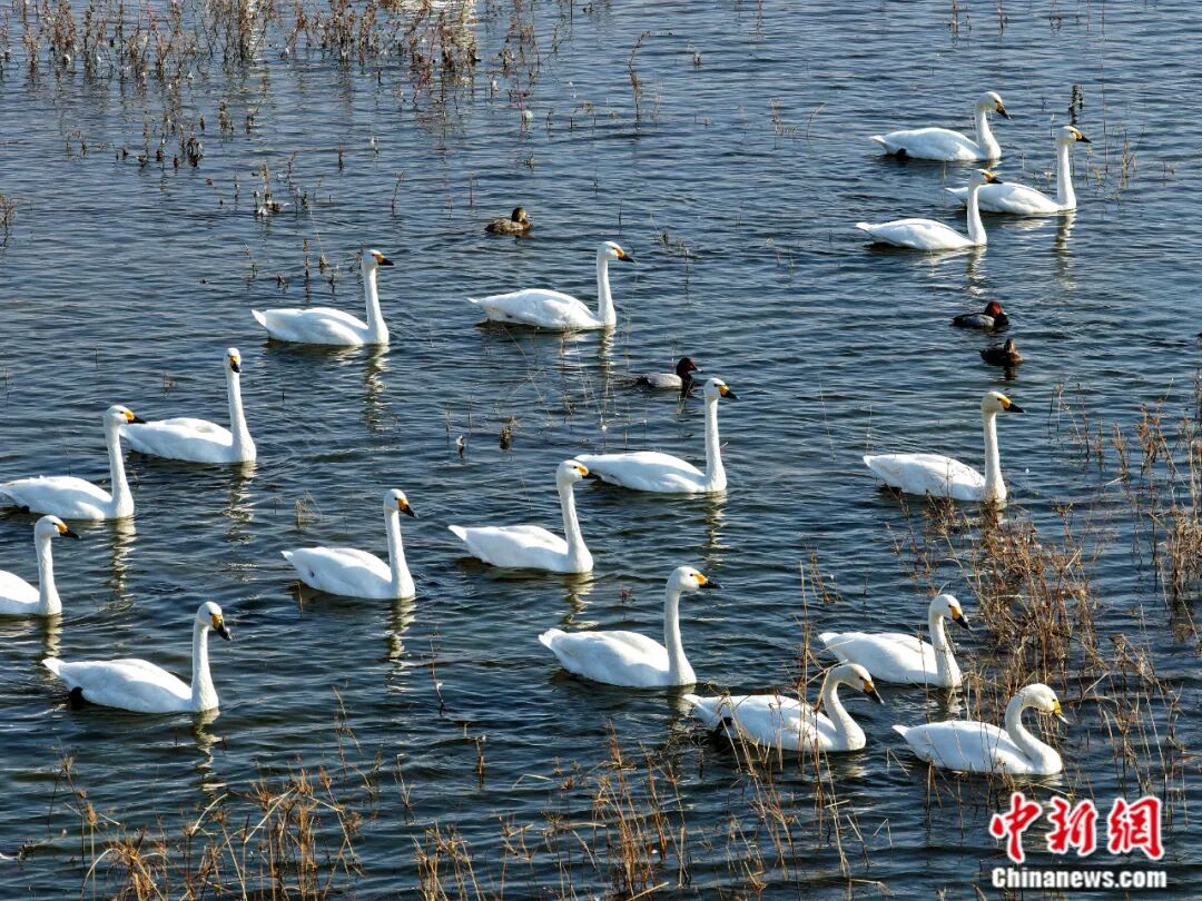 人这一辈子，一定要来山东追一次“鸟浪”！