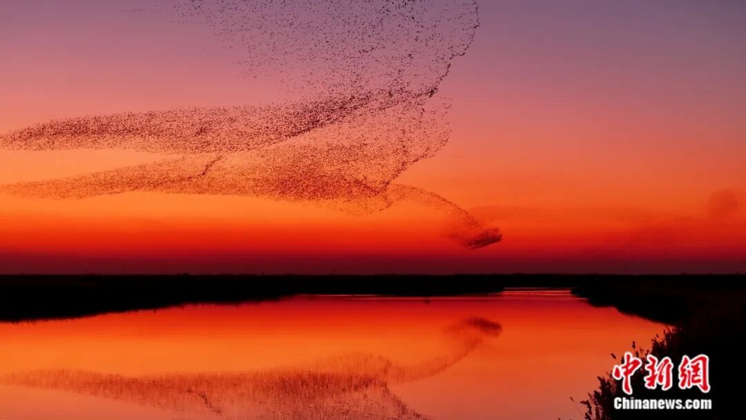 人这一辈子，一定要来山东追一次“鸟浪”！