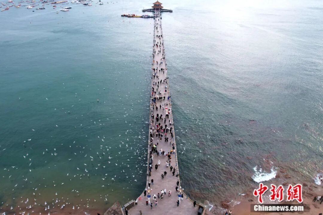 人这一辈子，一定要来山东追一次“鸟浪”！