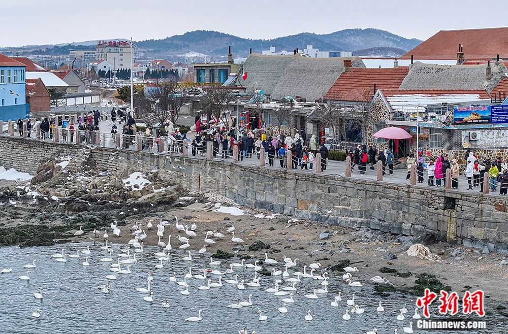 人这一辈子，一定要来山东追一次“鸟浪”！