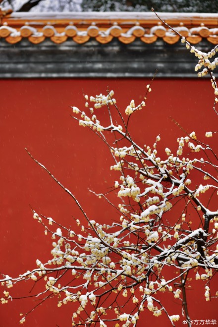 2026南京初雪 2026南京初雪