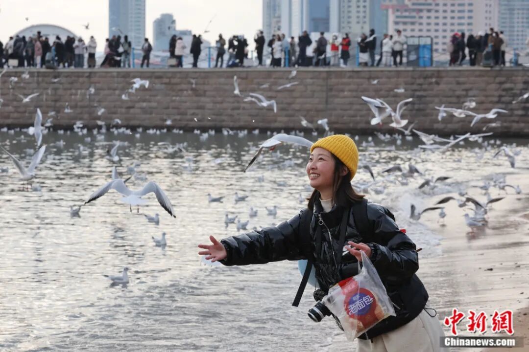 人这一辈子，一定要来山东追一次“鸟浪”！
