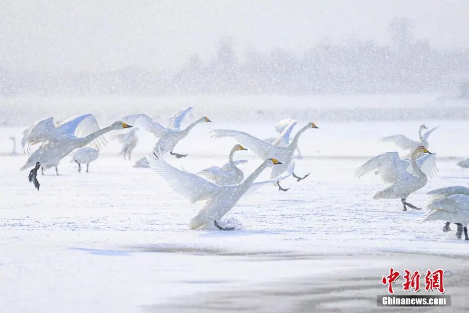 人这一辈子，一定要来山东追一次“鸟浪”！