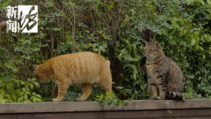 上海一小区男子行为引关注，所过之处气味刺鼻，久难消散！居民：会有毒害吗？