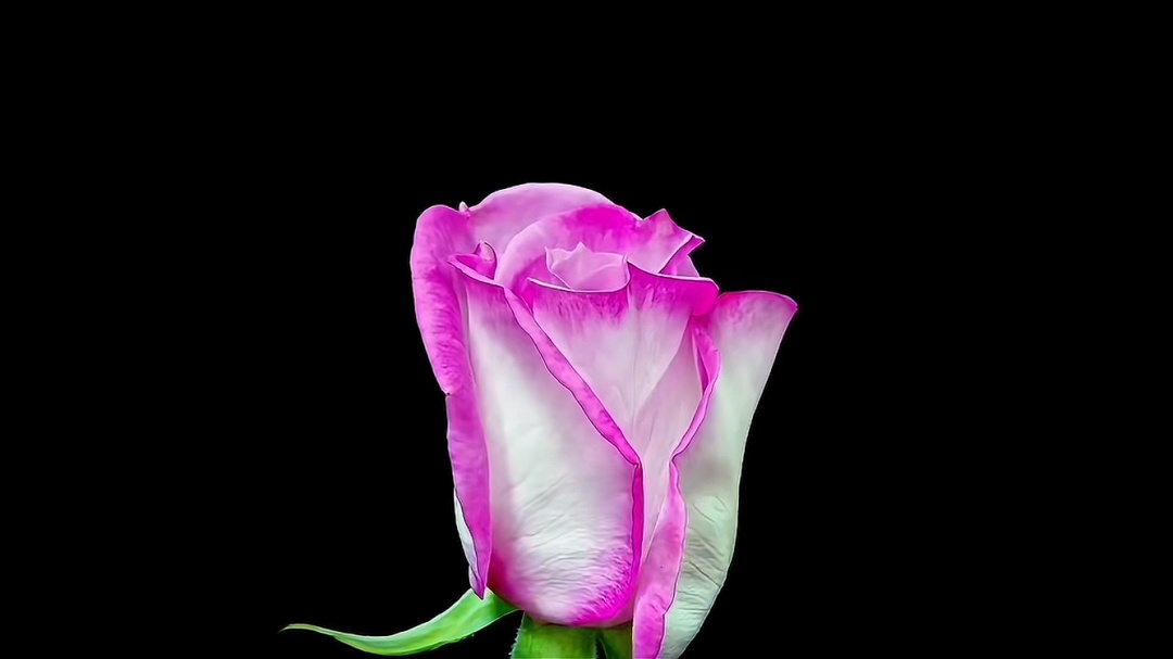 用山东网友二舅命名的“宝华”月季,初审通过! 用山东网友二舅命名的“宝华”月季,初审通过!