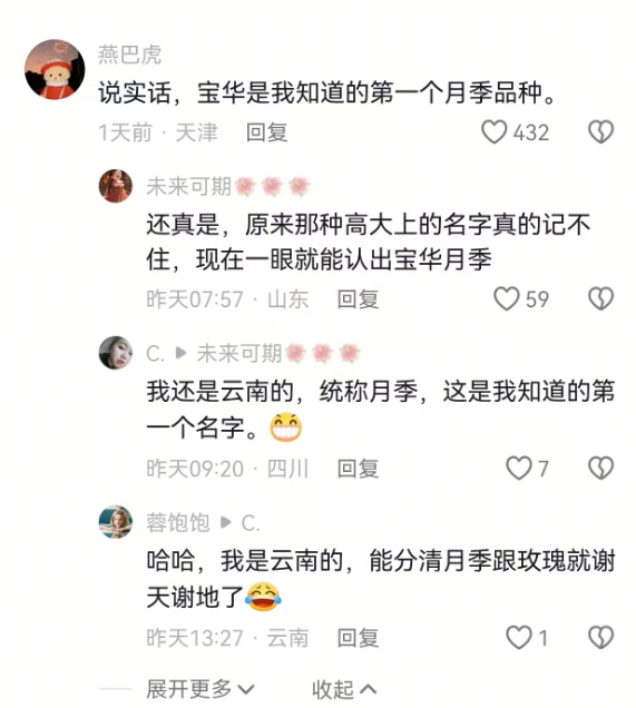 用二舅“宝华”命名的月季，初审通过