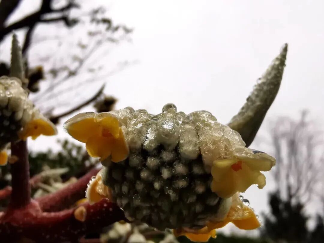 贵阳最低温-3.3℃!贵州15处路段因凝冻交通管制 贵阳最低温-3.3℃!贵州15处路段因凝冻交通管制