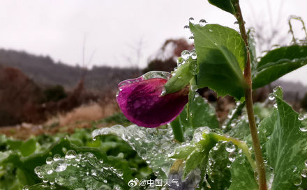 草木皆“冰”！贵阳现冻雨 最低温跌破冰点