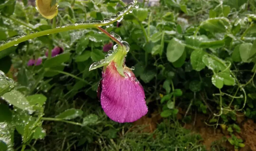 贵阳最低温-3.3℃!贵州15处路段因凝冻交通管制 贵阳最低温-3.3℃!贵州15处路段因凝冻交通管制