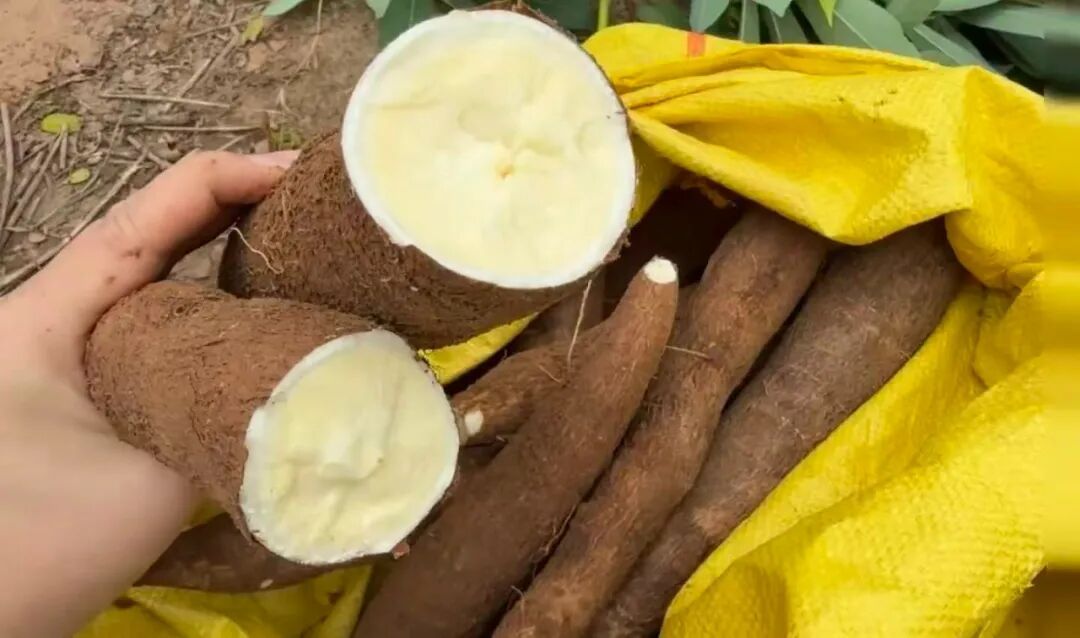 一种近期爆火的养生粗粮，吃了能秒睡？当心是休克了，很多人还不知道