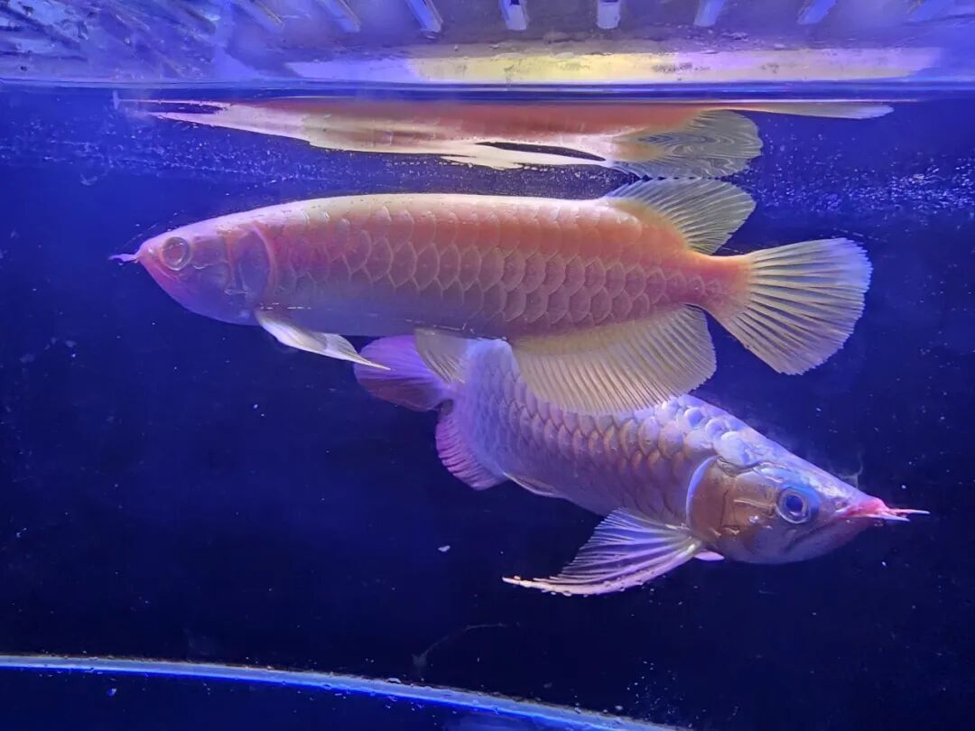 女子用透明塑料袋携带3条濒危金龙鱼闯关被查获,3条鱼已被收容救护 女子用透明塑料袋携带3条濒危金龙鱼闯关被查获,3条鱼已被收容救护