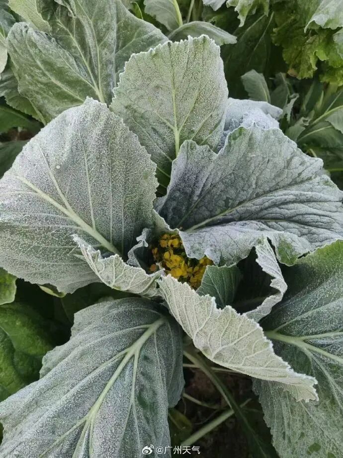 东北歌手汪苏泷，在广东被冻哭了…