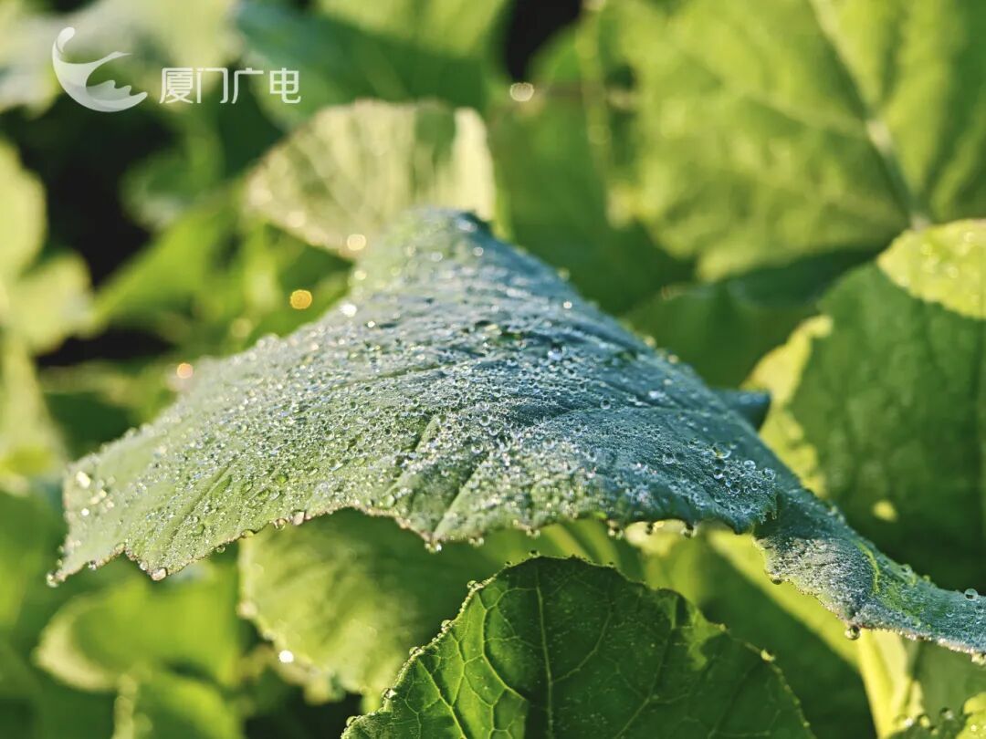 -1.2℃!厦门结冰了!气温刷新今冬新低!全省64条霜冻预警生效中…… -1.2℃!厦门结冰了!气温刷新今冬新低!全省64条霜冻预警生效中……