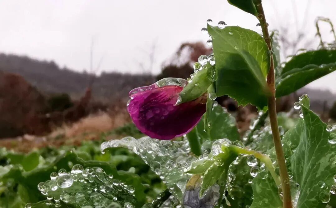 贵阳最低温-3.3℃!贵州15处路段因凝冻交通管制 贵阳最低温-3.3℃!贵州15处路段因凝冻交通管制