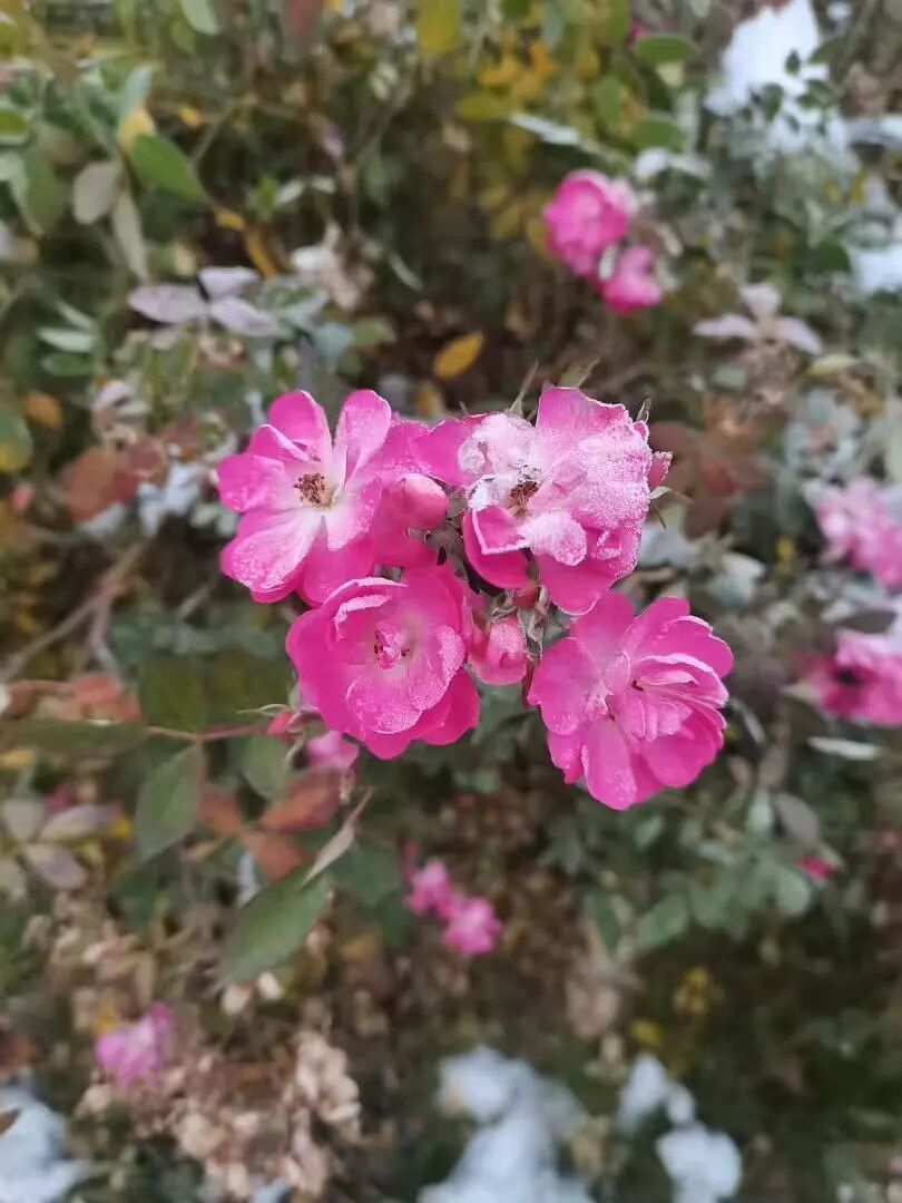 -8℃!又要下雪了!阜阳天气大反转!多图拍下...... -8℃!又要下雪了!阜阳天气大反转!多图拍下......