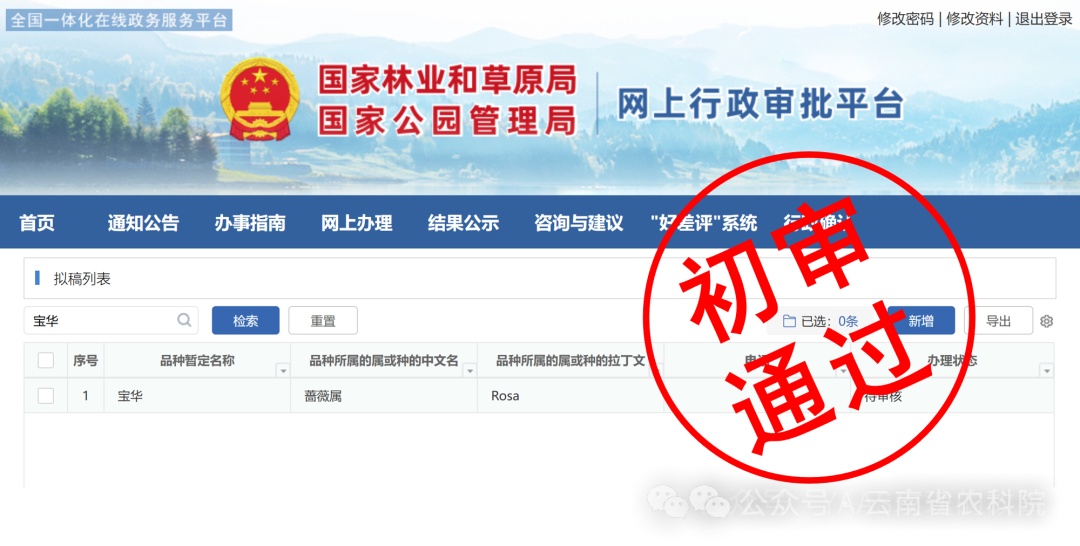 用山东网友二舅命名的“宝华”月季,初审通过! 用山东网友二舅命名的“宝华”月季,初审通过!