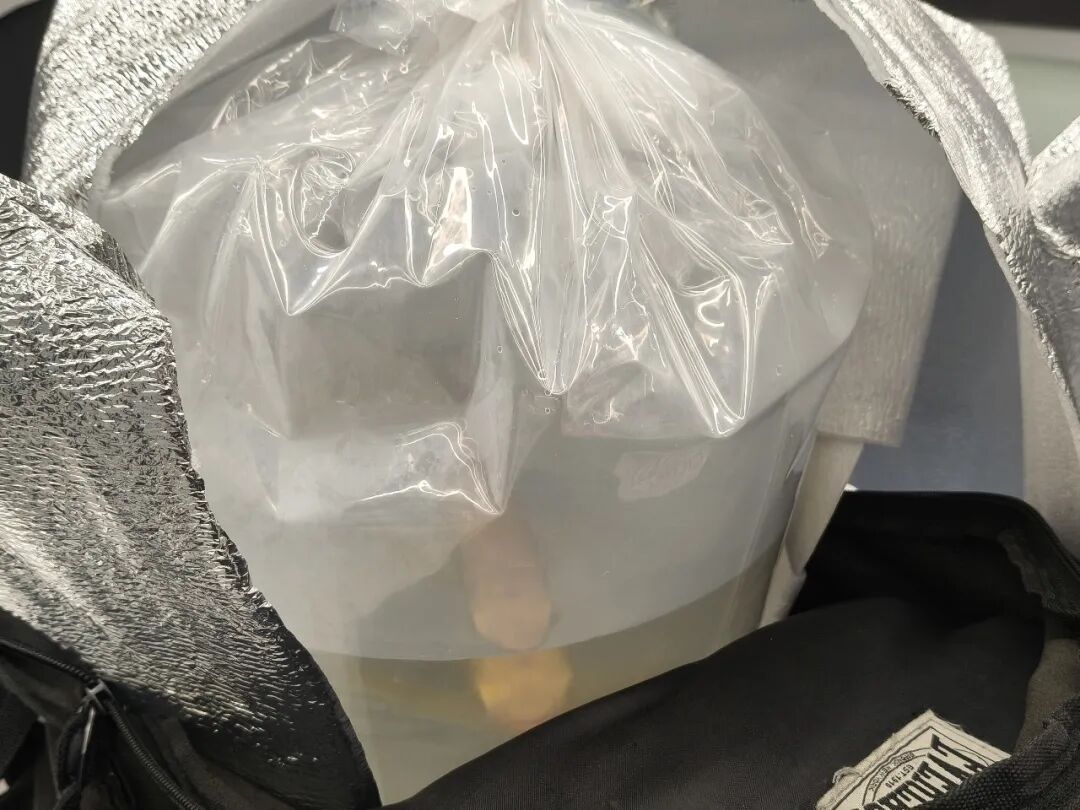 女子用透明塑料袋携带3条濒危金龙鱼闯关被查获,3条鱼已被收容救护 女子用透明塑料袋携带3条濒危金龙鱼闯关被查获,3条鱼已被收容救护