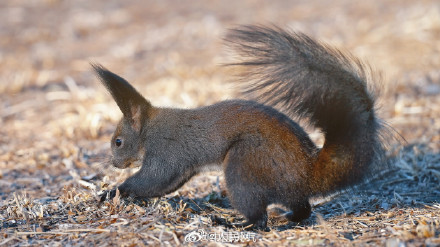这只松鼠好像知道自己很可爱