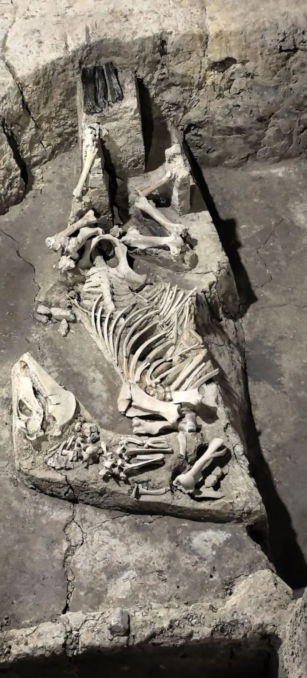 中国的家猫、家犬从哪来？有答案了