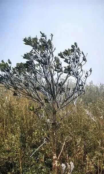 广东现雾凇、冰挂奇观……新一轮冷空气在路上