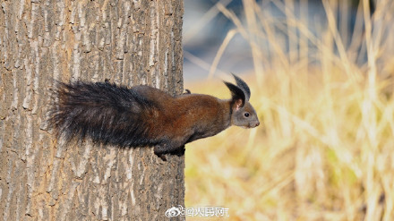 这只松鼠好像知道自己很可爱