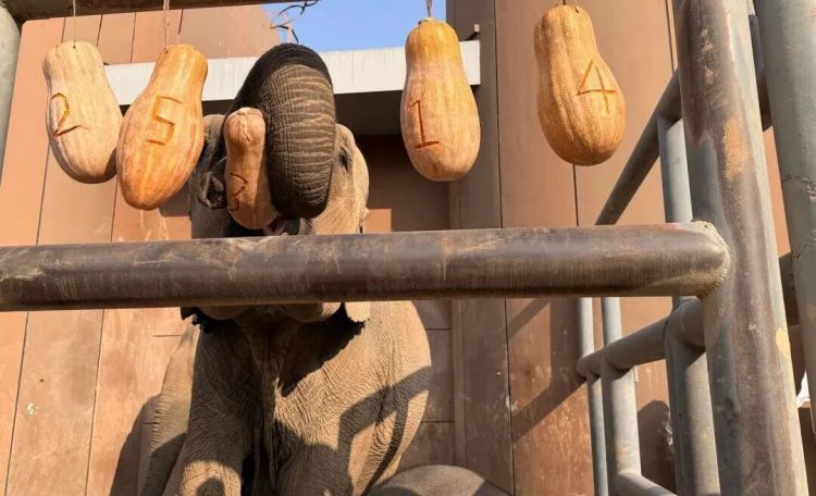 济南动物园网红小象有名字了，象妈妈亲自选名“撒欢”