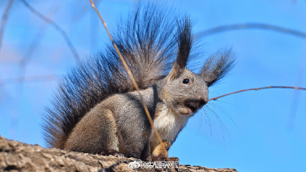 这只松鼠好像知道自己很可爱
