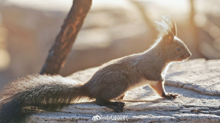 这只松鼠好像知道自己很可爱