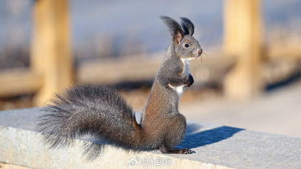 这只松鼠好像知道自己很可爱