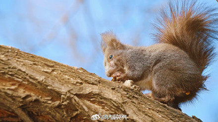这只松鼠好像知道自己很可爱