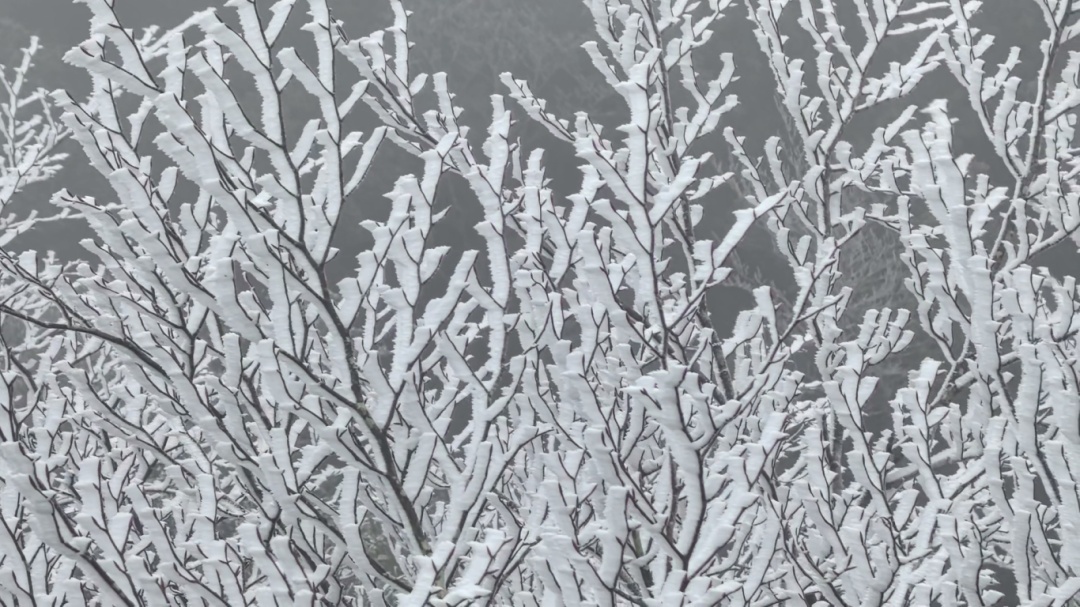 广东现雾凇、冰挂奇观……新一轮冷空气在路上